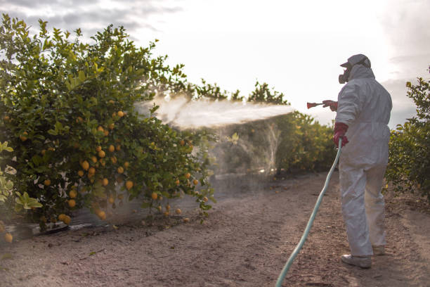 Best Pest Removal Services  in Montebello, CA